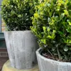 Plants by Frank | Echte Stechpalme Kugel im Holztopf | Ilex Produktbild-Vorschau 6