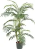 Palme Areca Golden Cane, 150 cm - Groen Productafbeelding-voorbeeld 4