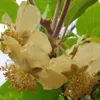 Atlas männliche Kiwi Pflanze Actinidia chinensis ca. 60-100 Produktbild-Vorschau 3