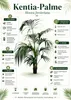 XXL Kentia Palme bis 220 cm – Howea forsteriana Produktbild-Vorschau 2