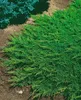 Juniperus horizontalis 'Prince of Wales', Kriech-Wacholder, Produktbild-Vorschau 4