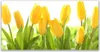 Acrylglasbilder 120x60 Wandbild Druck Tulpen Pflanzen Produktbild-Vorschau 1