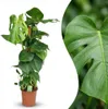 Monstera deliciosa na mechové tyci, 90cm, 19cm, pokojová Náhled obrázku produktu 2