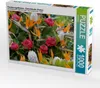 Calvendo Paradiesvogelblumen - Zuckerbüsche (Protea) 1000 Produktbild-Vorschau 1