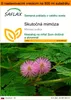 SAFLAX Garden in the bag - Skutočná mimóza - Mimosa pudica Náhľad obrázku produktu 1