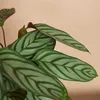 Bloomique - Calathea Compactstar - Plante d'intérieur - Voir les images du produit 3