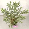 Sequoiadendron giganteum, Riesenmammutbaum, Höhe 60 cm – 2 Produktbild-Vorschau 2
