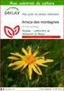 SAFLAX  - Arnica des montagnes - 40 graines - Avec substrat Voir les images du produit 1