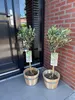 Olea Europaea - drzewko oliwne na pniu, wiecznie zielona Podgląd zdjęcia produktu 4