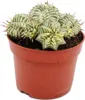 Euphorbia meloformis variegata Euforbia variegata a globo Anteprima dell’immagine prodotto 1