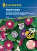 Prunkwinde Tricolore Mix | Windensamen von Kiepenkerl Produktbild-Vorschau 1