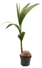 Echte Kokospalme - Cocos nucifera - mit echter Kokosnuss - Produktbild-Vorschau 6