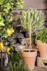A collection of potted plants, including a lemon tree with fruit and a lavender tree, arranged on a wooden surface. Produktbild-Vorschau