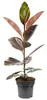 Gummibaum - pflegeleichte Zimmerpflanze, Ficus elastica Produktbild-Vorschau 1
