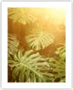 Poster - Poster ohne Rahmen - Blätter Monstera Licht - Produktbild-Vorschau 1