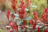 Photinia fraseri 'Carré Rouge', Glanzmispel, rot, 60–80 cm Produktbild-Vorschau 3