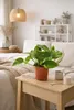 Epipremnum Aureum Efeutute Ø12 cm Höhe 20 cm – Produktbild-Vorschau 3