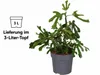 Dwergvijg Little Miss Figgy, geleverd in een pot van 3 Productafbeelding-voorbeeld 5