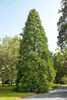 Sequoiadendron giganteum, Bergmammutbaum, 50–60 cm Produktbild-Vorschau 6