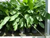 2 Stück Bananenstaude Banane Musa Basjoo 170 cm winterhart Produktbild-Vorschau 2