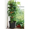 A tomato plant growing in a black pot on a balcony, with other plants in the background. Produktbild-Vorschau