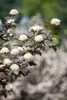Physocarpus opulifolius 'Diabolo' -R-, Blasenspiere, Produktbild-Vorschau 5