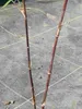 Fargesia nitida 'Black Pearl' C1-1 litr - Czarny bambus Podgląd zdjęcia produktu 3