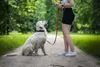 Non-stop dogwear Hundeleine Move Leash grün, Länge: 1,7 m Produktbild-Vorschau 13