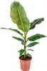 Bloomique - Musa Oriental Dwarf - Bananenpflanze - Produktbild-Vorschau 1