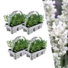 Plants by Frank | 24 Plantes de lavande vraie blanche | Voir les images du produit 1