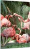 Bilder auf glas - Einteilig - Palmen Herde Flamingos - Produktbild-Vorschau 1