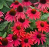 Stauden Gänge 3 x Echinacea purpurea 'Lakota Red' - Roter Produktbild-Vorschau 1