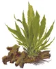 Aquarium Pflanze Microsorum pteropus Javafarn auf Wurzel Produktbild-Vorschau 3