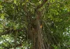 SAFLAX Anzucht Set - Bengalische Würgefeige - Ficus Produktbild-Vorschau 4