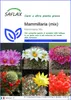 SAFLAX  - Mammillaria (mix) - 40 semi - Mammilaria Anteprima dell’immagine prodotto 1