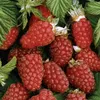 Malinojeżyna Loganberry 2L Podgląd zdjęcia produktu 1