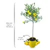 Meine Orangerie Yuzu Baum- Citrus Junos - 110-130cm - Produktbild-Vorschau 2