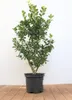 Ilex meserveae 'Heckenfee', ostrokrzew, zimozielony, 40-50 Podgląd zdjęcia produktu 1