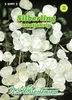 Artikelbild 1 von 'Silberling' aus der Kategorie Blumensamen Produktbild-Vorschau