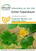 SAFLAX  - Tulipier de Virginie - 20 graines - Liriodendron Voir les images du produit 10