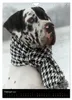Faszination Deutsche Dogge (Wandkalender 2027 DIN A4 hoch), Produktbild-Vorschau 5