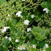 Bloomique - Lot de 2 - Hydrangea petiolaris - Hortensia Voir les images du produit 3