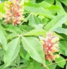 Marronnier nain 'Aesculus pavia Rosea Nana' Marronnier Voir les images du produit 2