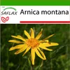 SAFLAX - Pravá Arnika - Arnica montana - 40 Semená - S Náhľad obrázku produktu 5