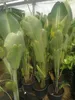 Strelitzia augusta (130–160 cm) – Biały storczyk Podgląd zdjęcia produktu 4