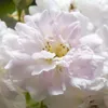 Růže  – popínavá růže – Rosa 'Paul's Himalayan Musk' Náhled obrázku produktu 1