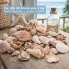 Muschelmix Lagre 1 kg Deko Muscheln und Schnecken zum Produktbild-Vorschau 3