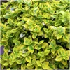 Plants by Frank | 6 Gelbe Spindelstrauch Pflanzen | Produktbild-Vorschau 3