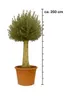 Olivenbaum XXL ca. 60 Jahre Alt Winterhart bis -17 Höhe ca. Produktbild-Vorschau 3