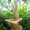 Amorfofalus (Amorphophallus muelleri)  – 1 vyklíčené semeno Náhľad obrázku produktu 1